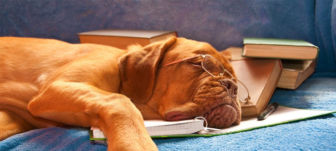 dog sleeping on books