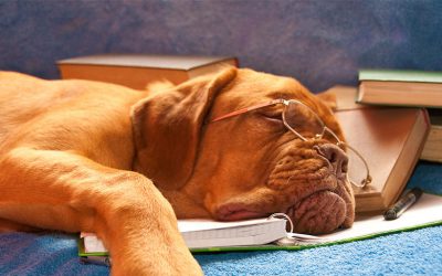 How to set your students up for studying success